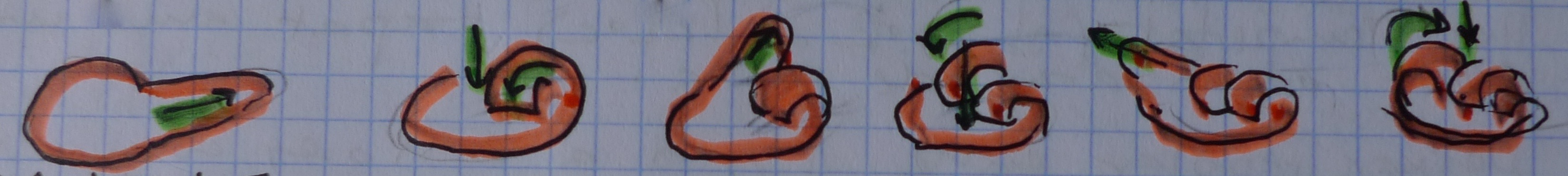 Coca de Sant Joan Forki — Plegat de la massa